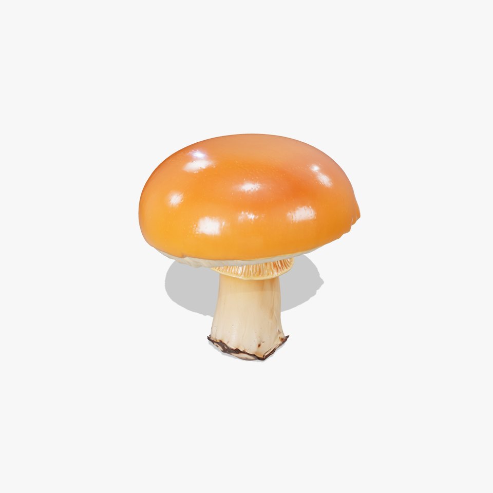 Autumn Boletus Mushroom Realistic Textures model pack